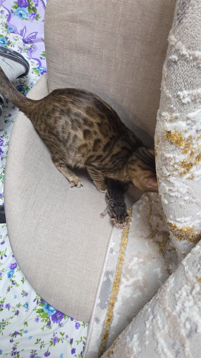 Котёнок-бенгал, девочка