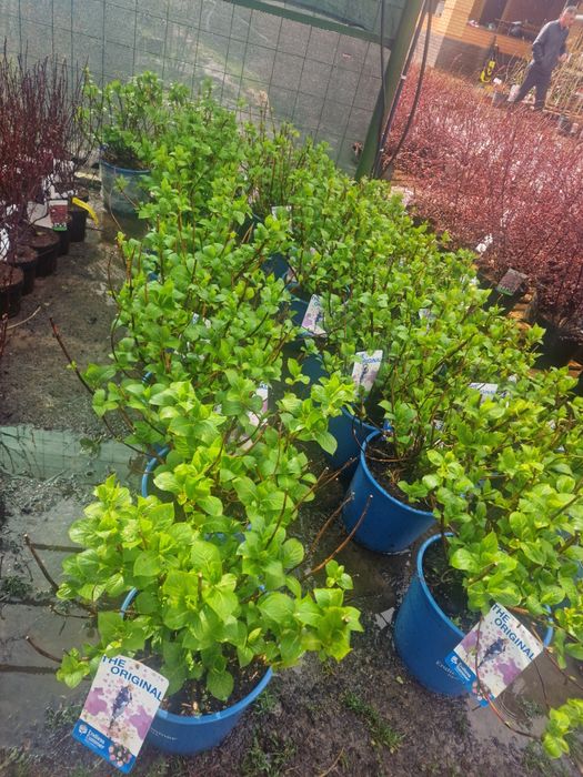 Ели сосны сирень саженцы