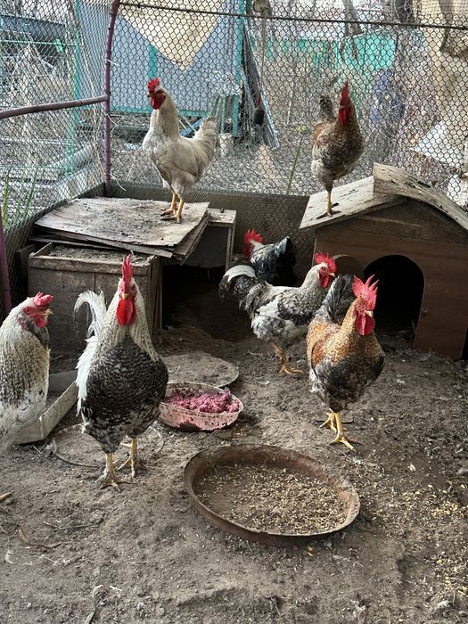 Петухи домашние