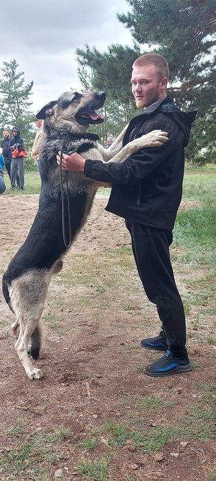 Щенки Восточноевропейской овчарки