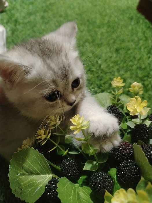 Срочно продам котят