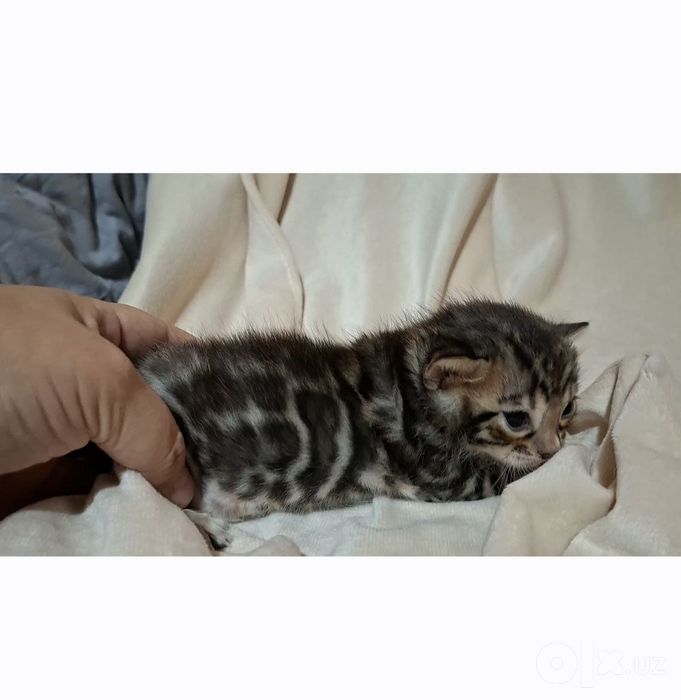 Чистокровные Бенгальские котята
