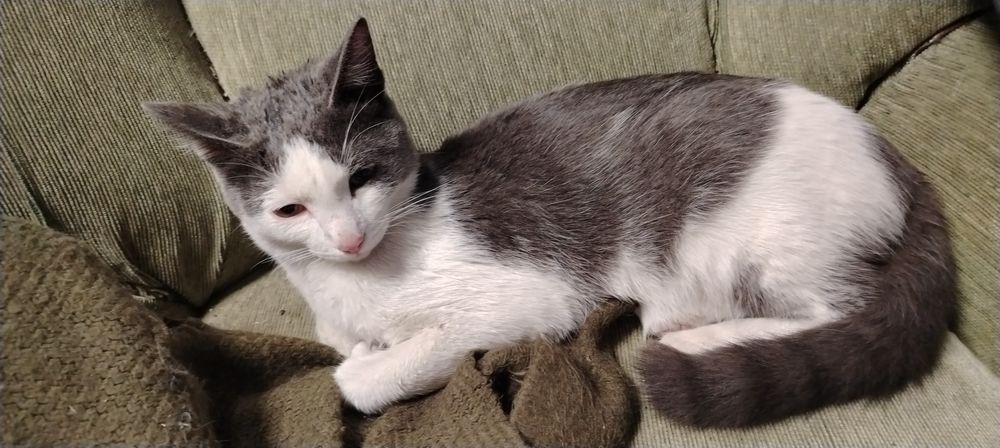 Котенок потеряшка