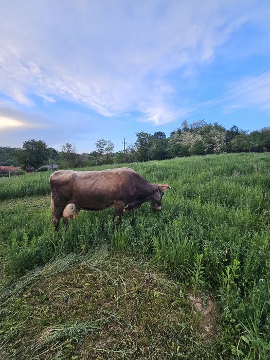 Vand vaca cu lapte, fatata de 3 luni