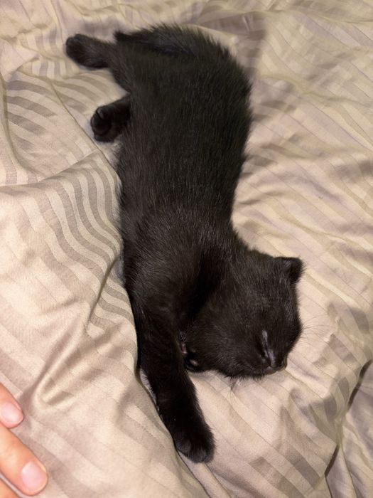 Чёрный котёнок Скотиш Фолд