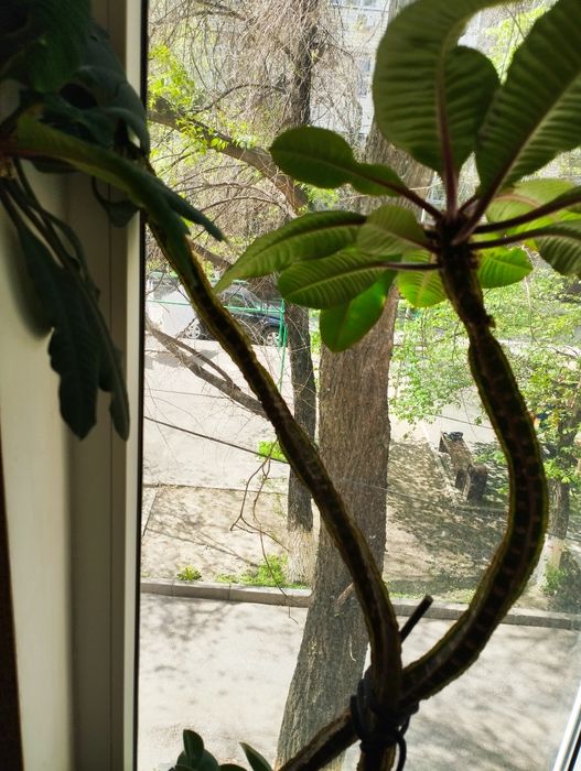 Комнатные цветы  разные