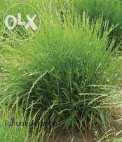 Samanta plante furajere -mixtura graminee perene pasunat si cosit