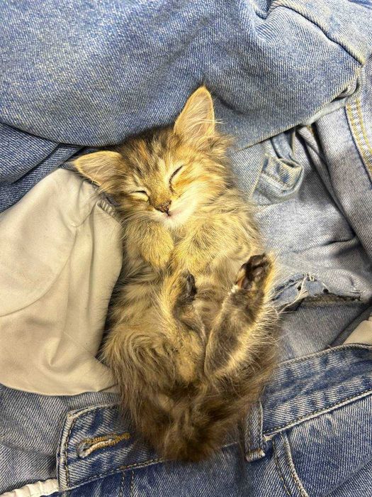 Котенок девочка 1-1,5 месяца