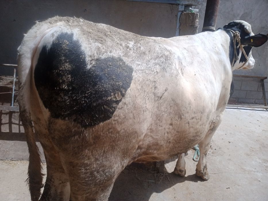 Курбандыкка 2 жасар букалар