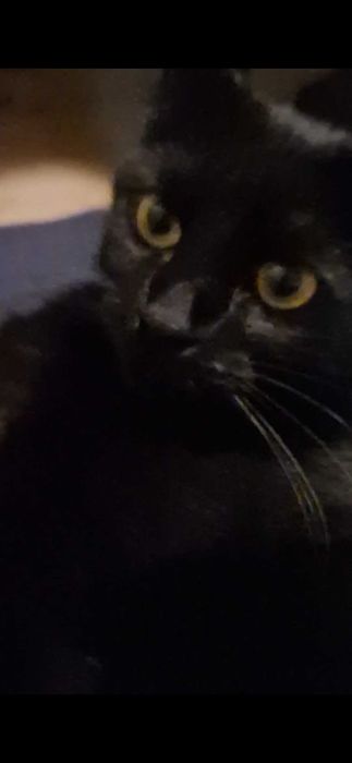 Черна принцеса ! Котенце любящо и търси своя нов дом.Поемам пътя !