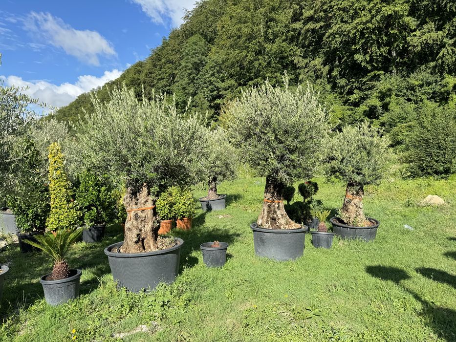 Maslini seculari ( centenari - batrani ) bonsai din maslin etc