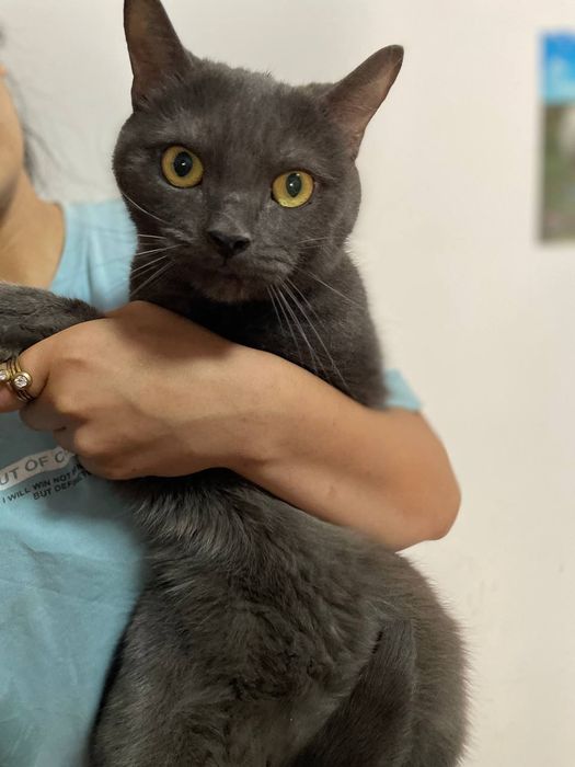 Skotsh stray 100ming soʻm