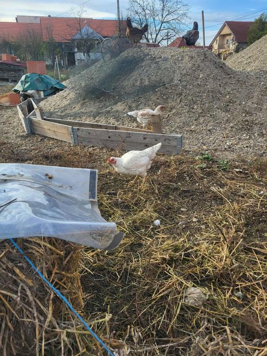 Puicuțe combatant indian