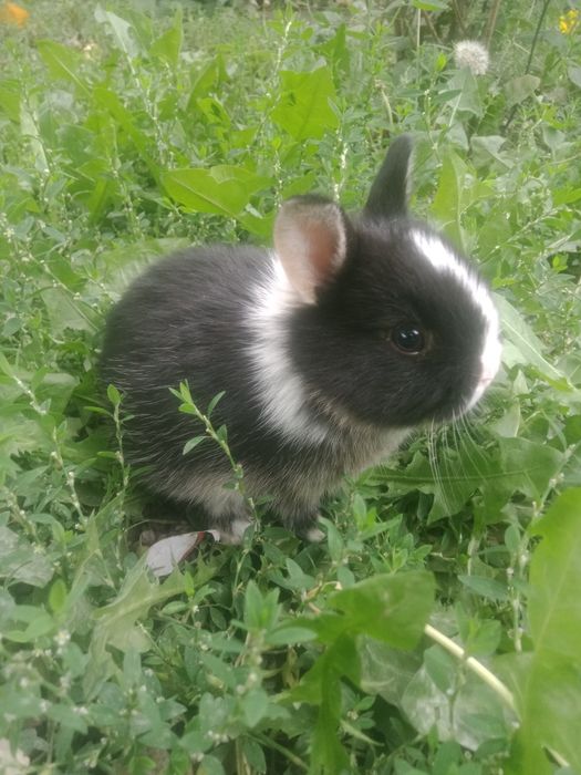 Кролики декоративные