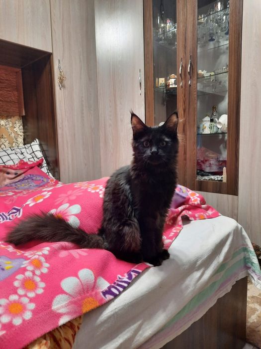 Продажа котят Мейн Кун