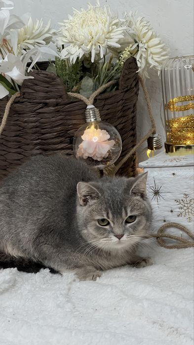 Британская девочка