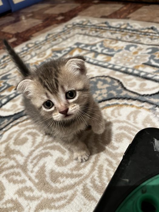 Котенок вислаухий шотланский