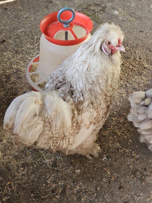 Moțată olandeză,Brahma,Mătase japoneză