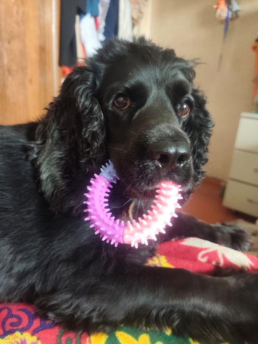 Англиский кокер спаниель охот щенята