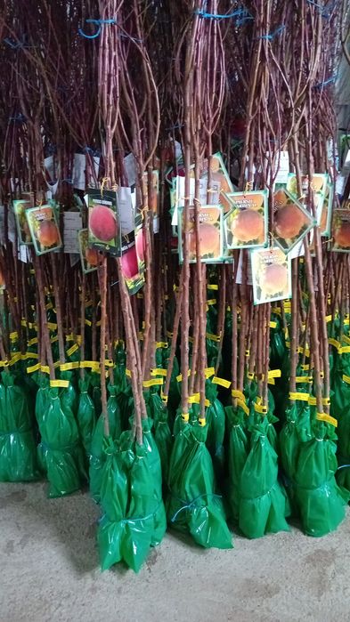 Vând pomi fructiferi