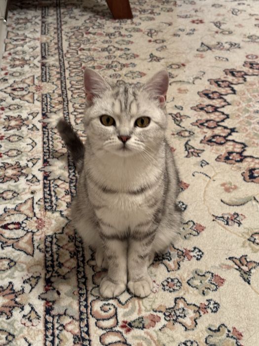 Продам кошку девочка 8месяцев к лотки приучена