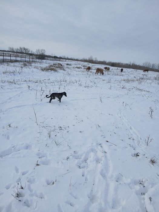 Тазы күшік сатылады Продам