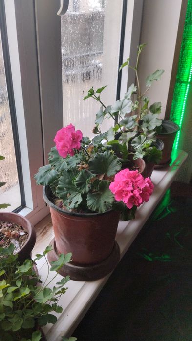 Гуллар сотилади Хар хил тур