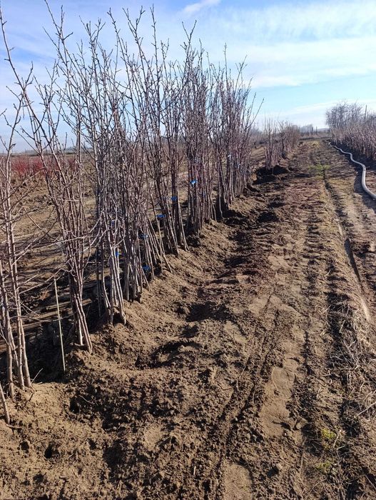 Pomi fructiferi de vânzare – Preț angro