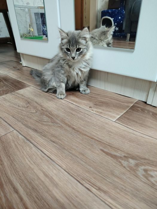 Отдам кошечкк в добрые руки... 4 месяца