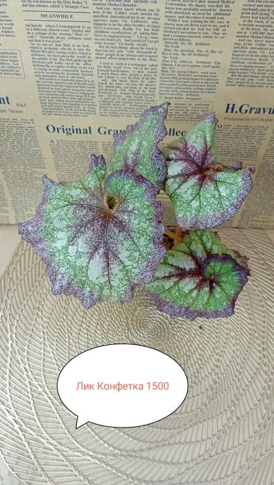 Продам Бегонии декоративнолиственные