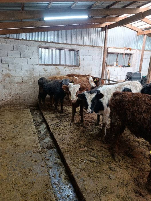 Продаются бычки подсосы