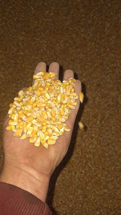 Porumb irigat 1,20lei/kg
