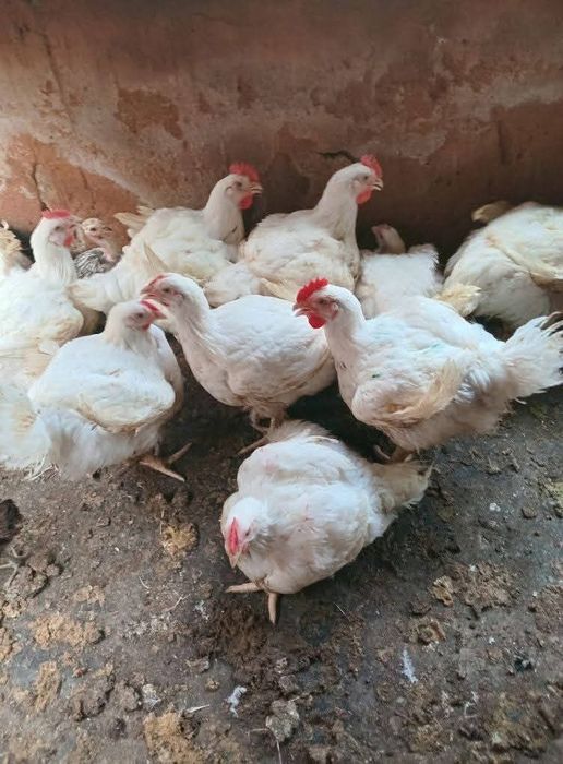 Pui alb de carne 3kg-3.5 kg