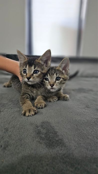 Отдаем симпатичных котят в добрые руки