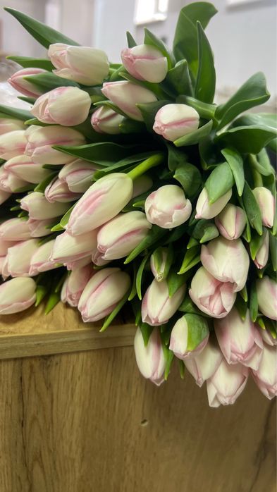 Тюльпаны . Корпоративные заказы