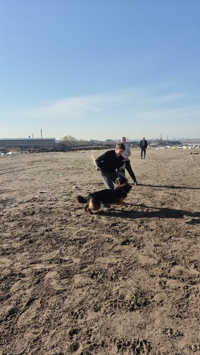 Дресировка собак