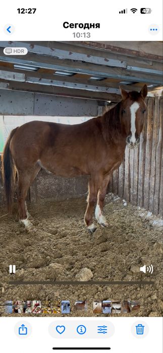 Продам жеребую кобылу