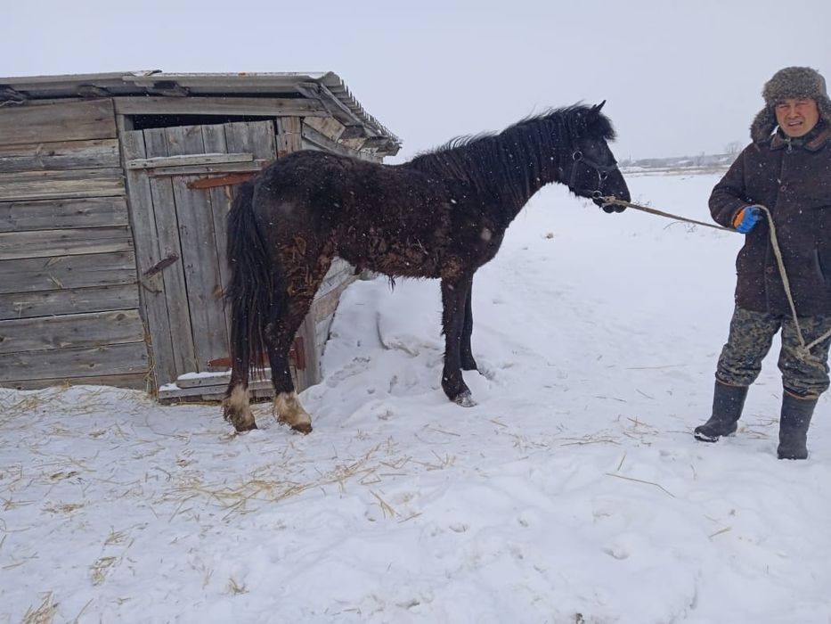 Продам лошадь 2 года