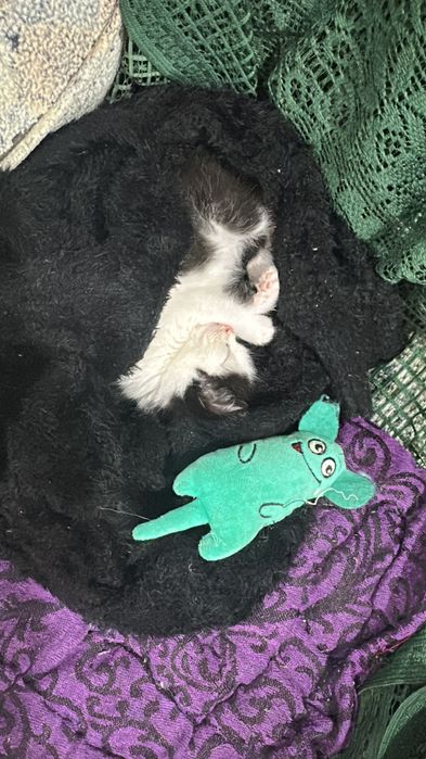Отдам котенка в добрые руки
