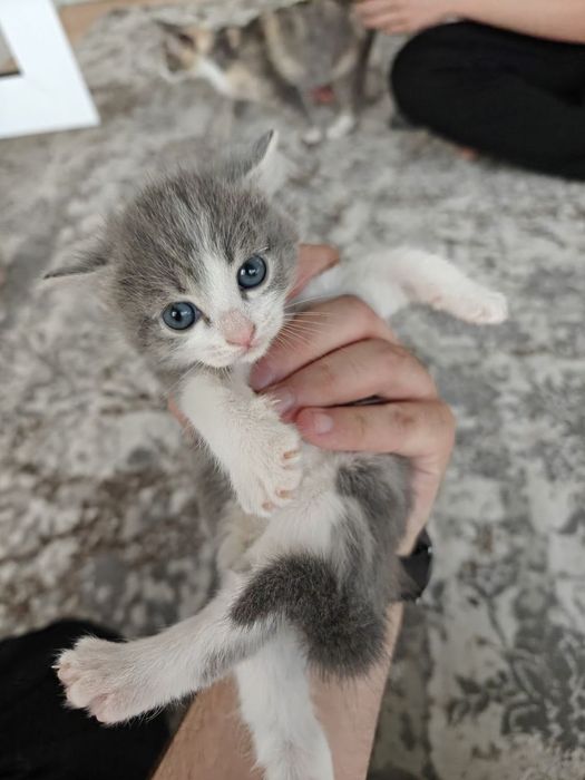 2 котость кошки .