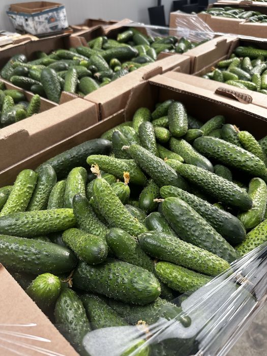 Castraveți/ ogorki/ огірки