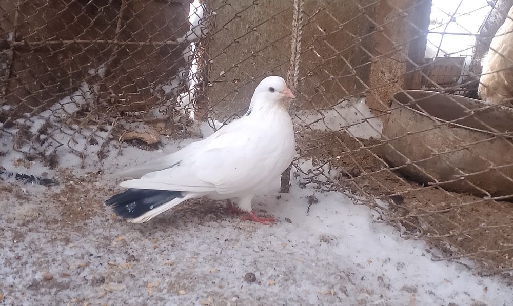 Кептер сатылады.