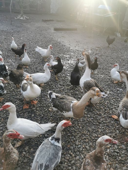 Rățoi lesesti albi