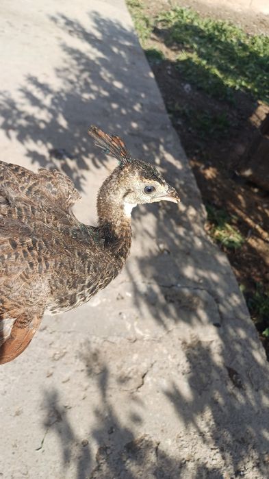 Павлин балапаны индийский зелёный 2ай