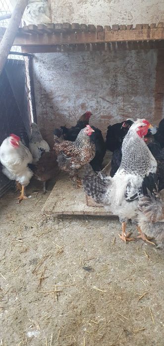 Ouă găina incubat