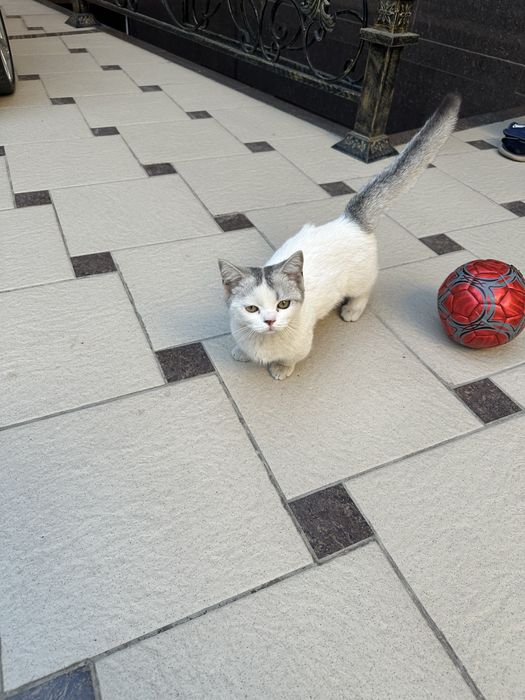 Кошка парода Манчкин 3,5месяца