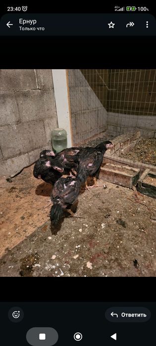 Сатамын шоже кораздар 10 000 нан