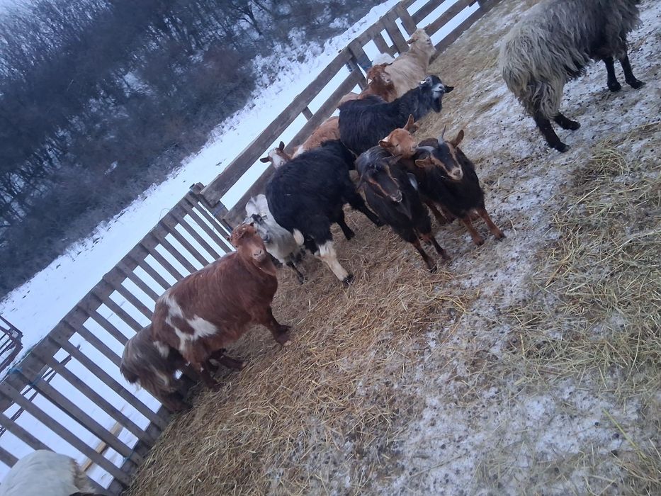 Vând turma de capre