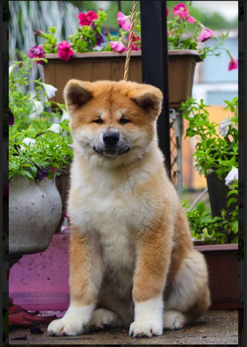 Щенки акита