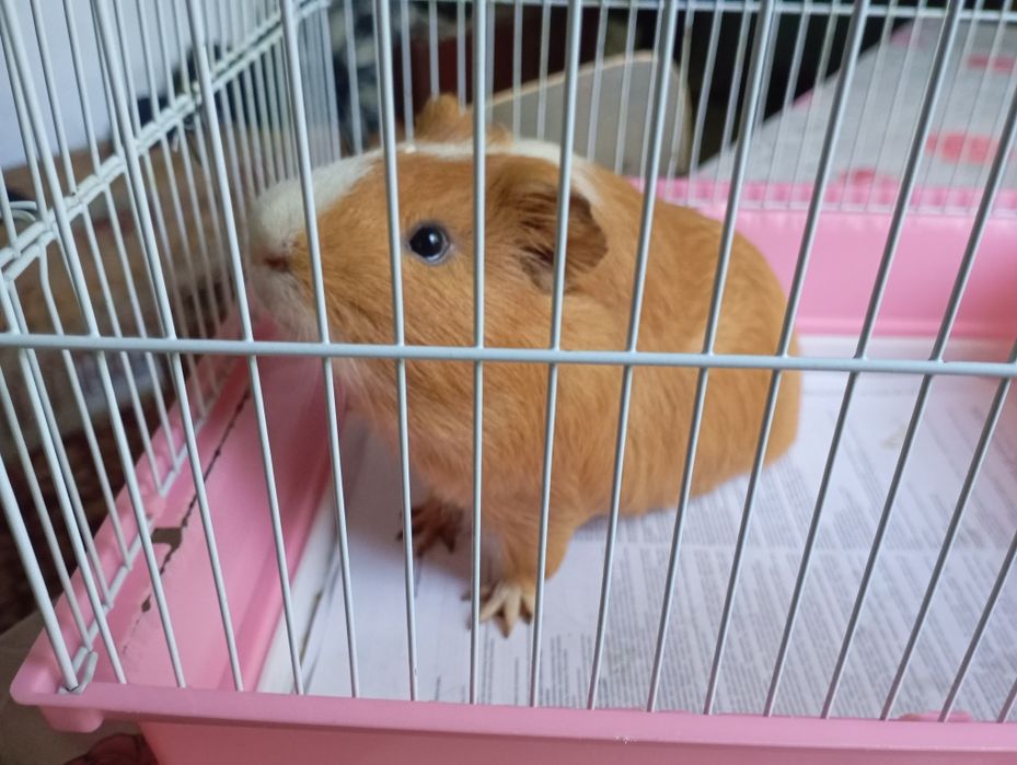 Продам морские свинки